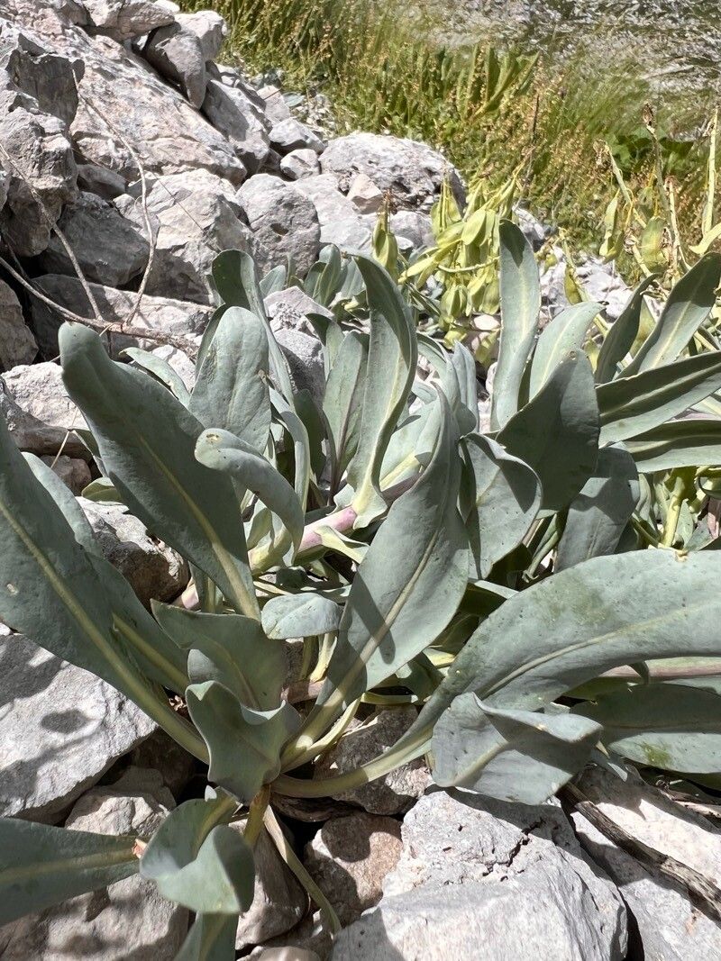 Isatis apennina — related species from the same genus