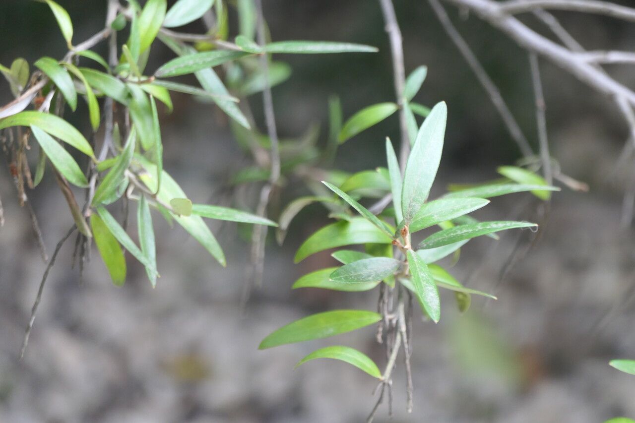 Grevillea victoriae — search result for 'Grevillea'