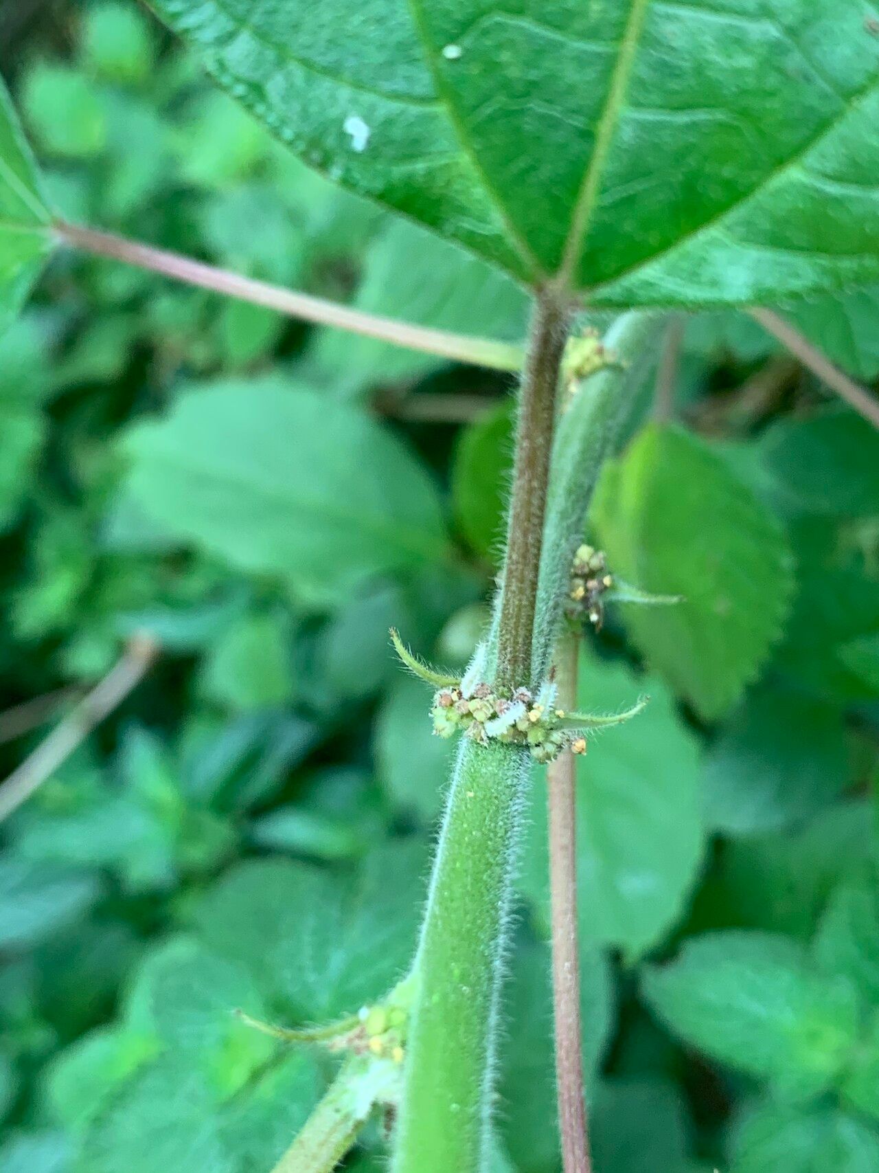 Pouzolzia parasitica bark