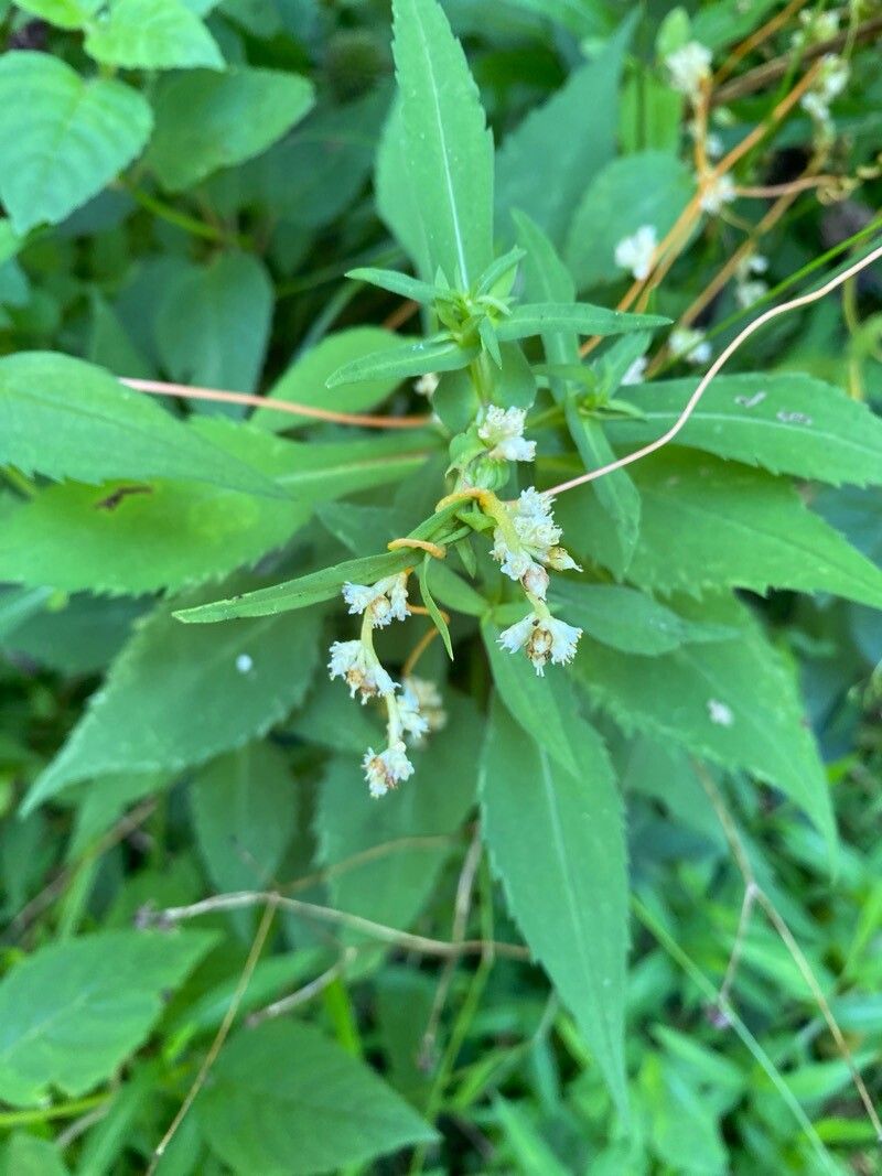 Cuscuta cephalanthi — search result for 'Cuscuta'