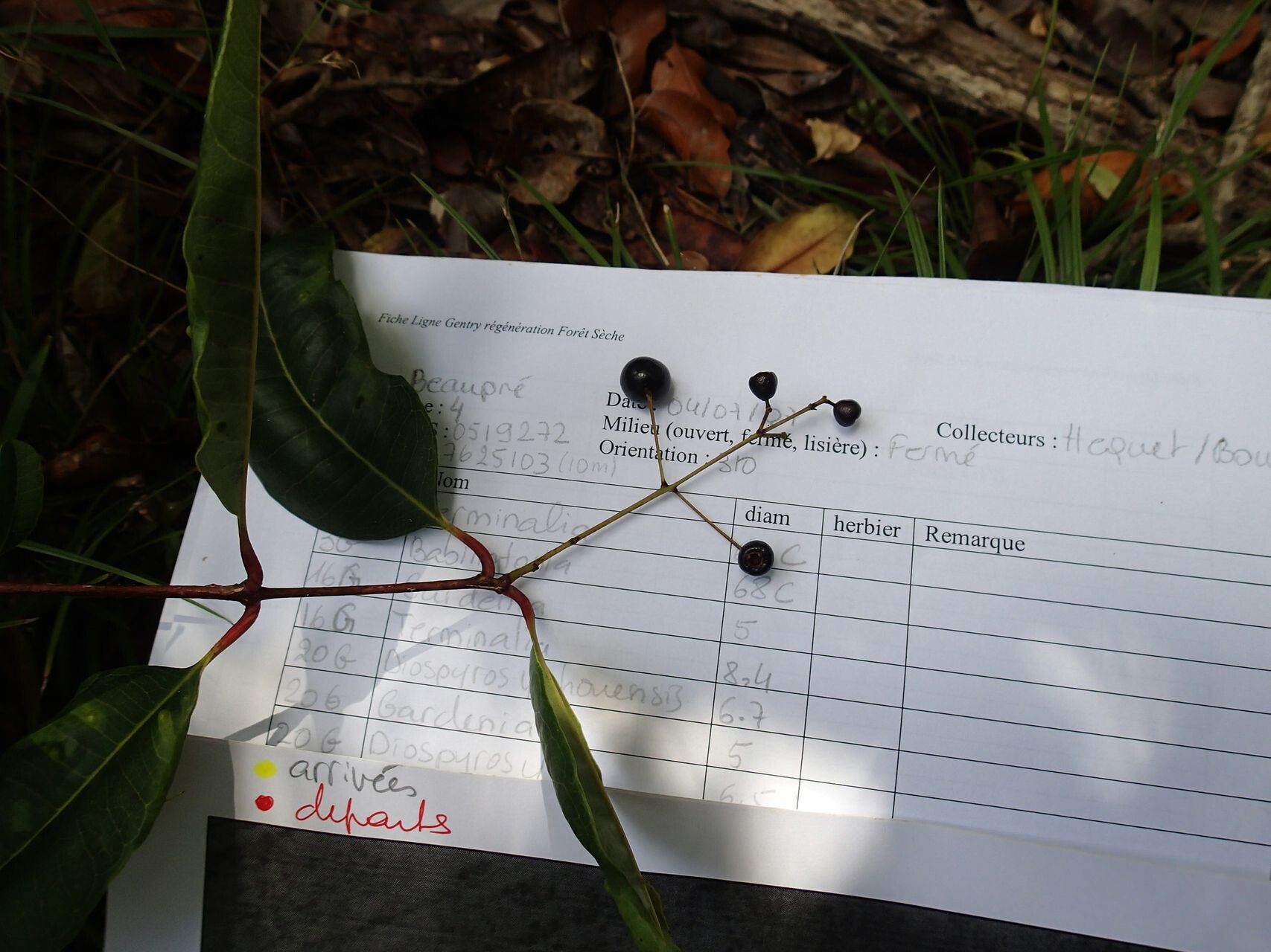 Syzygium poyanum fruit