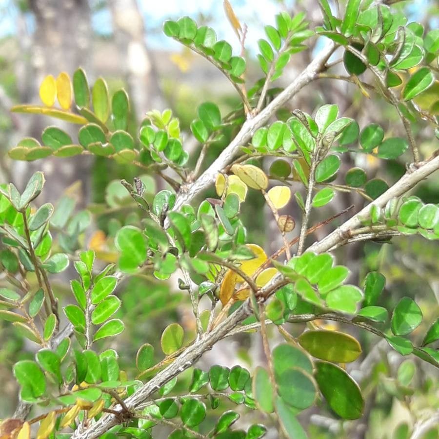 Ormocarpum cochinchinense — related species from the same genus