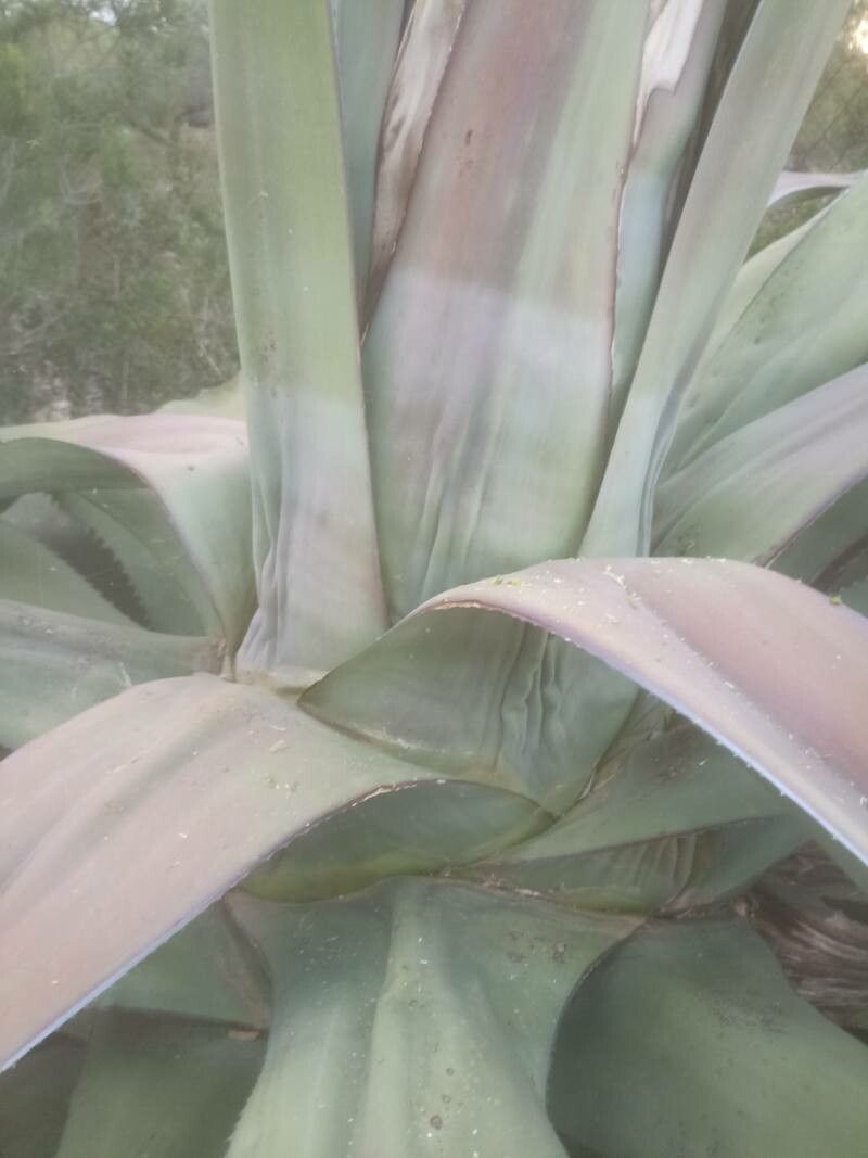Agave shaferi bark