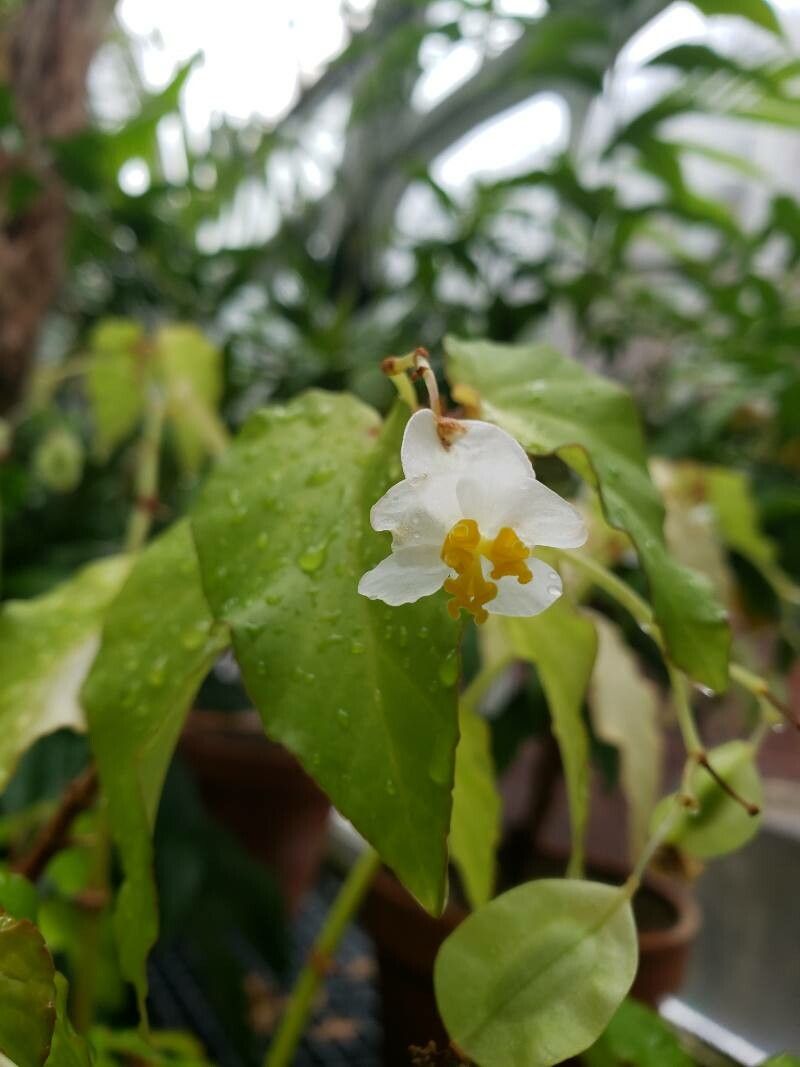 Begonia undulata flower