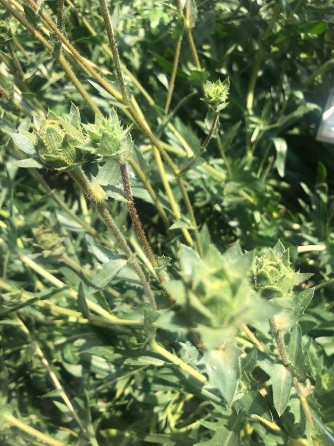 Carthamus dianius leaf