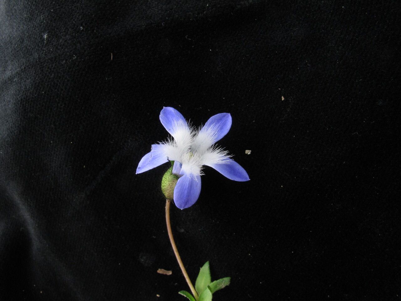 Cyananthus incanus habit