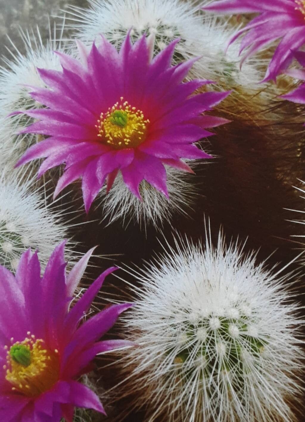 Echinocereus nivosus flower