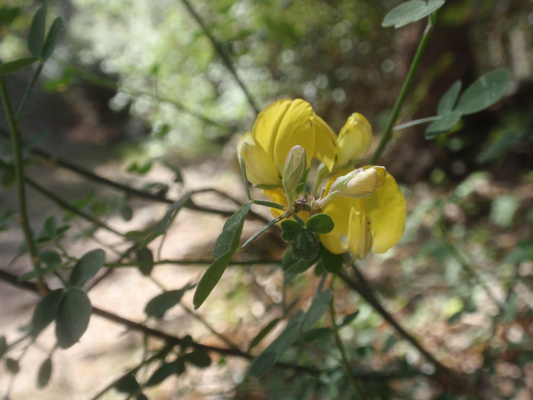 Teline patens flower