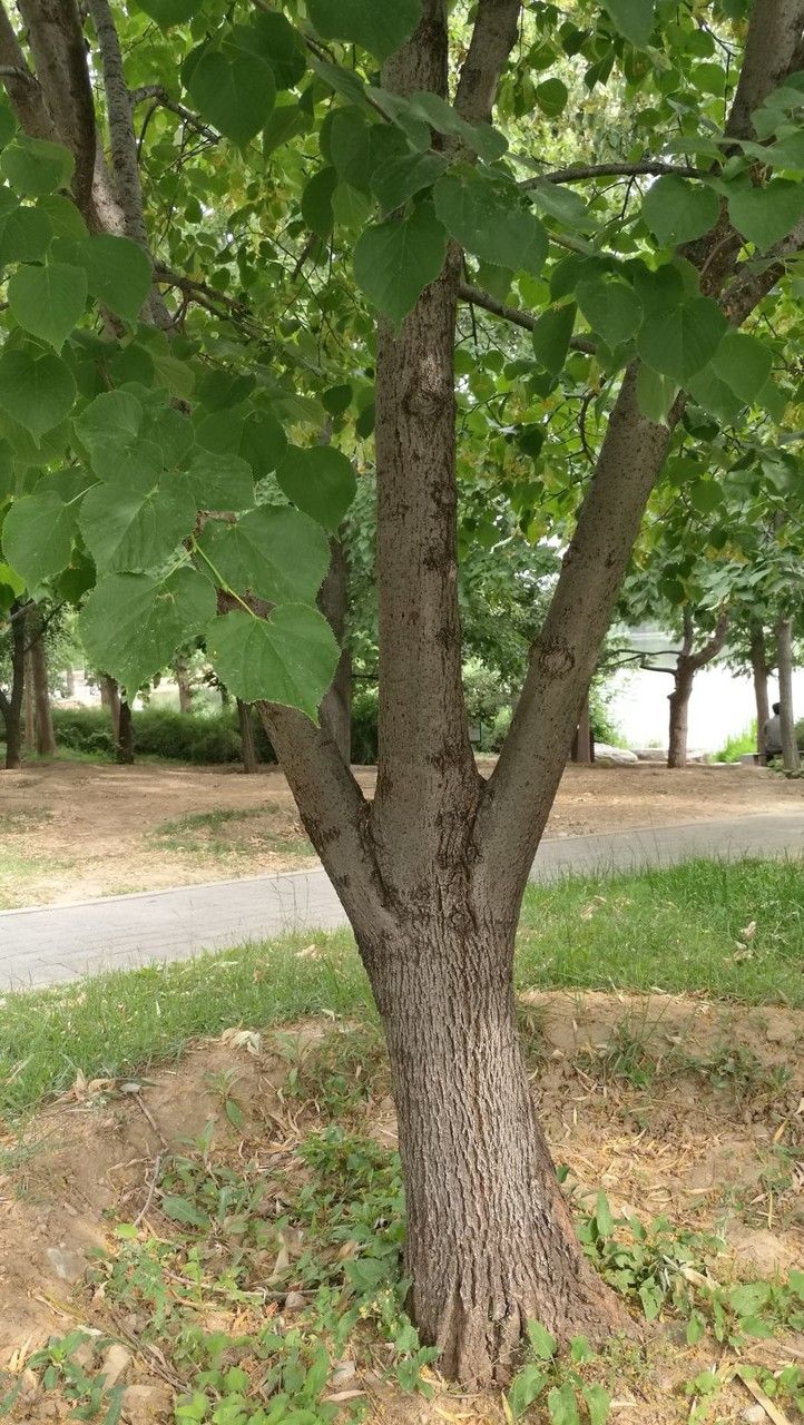 Tilia miqueliana bark