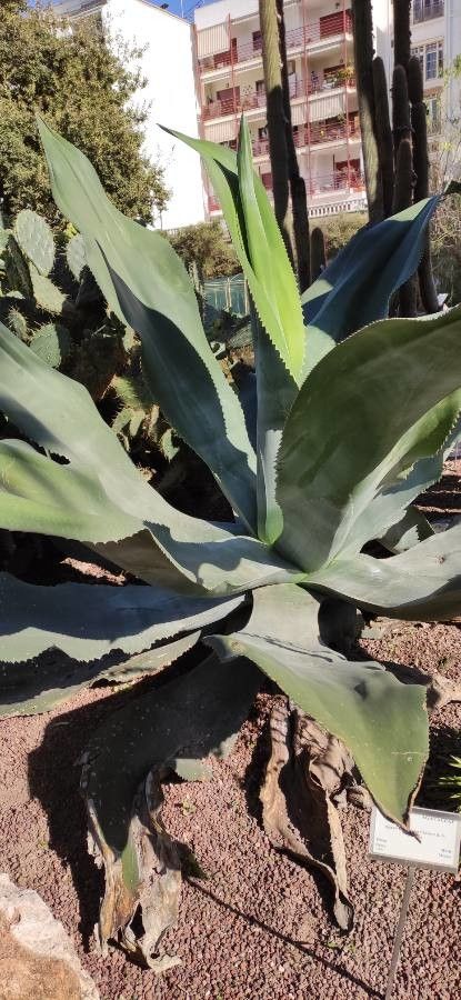 Agave valenciana habit