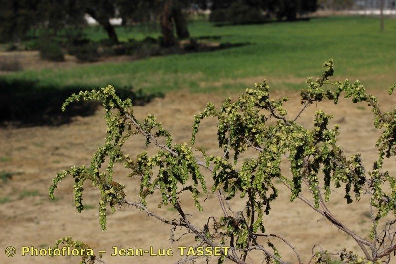 Thymelaea lythroides other