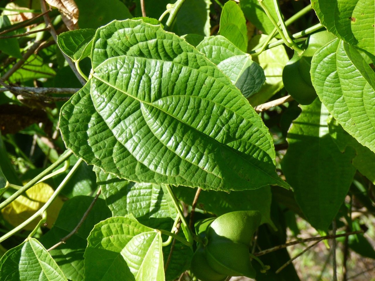 Plukenetia volubilis leaf