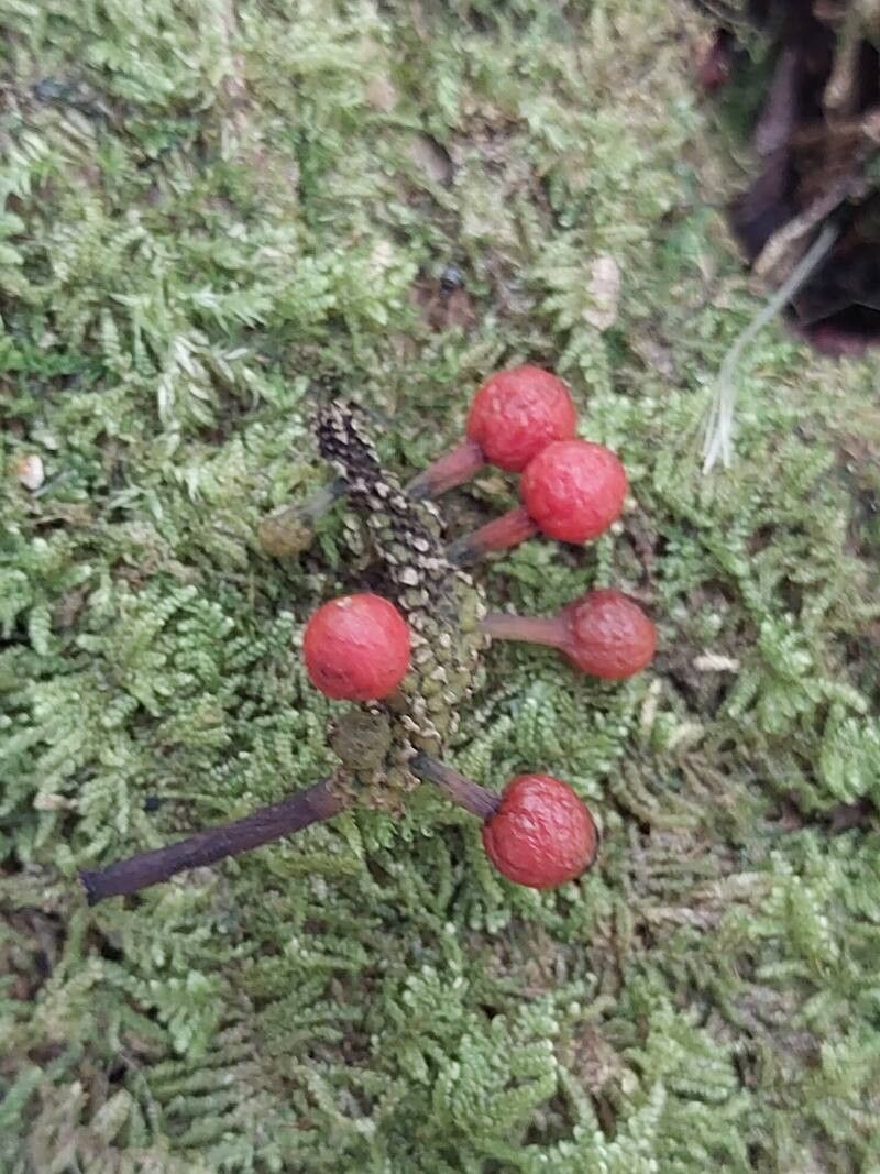 Piper madagascariense fruit