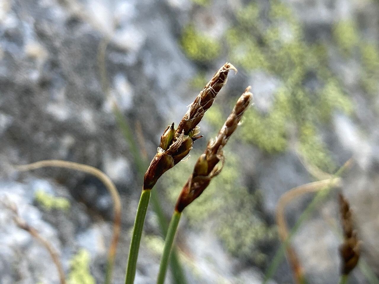 Carex rupestris flower