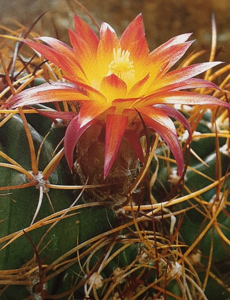 Lobivia chrysochete flower