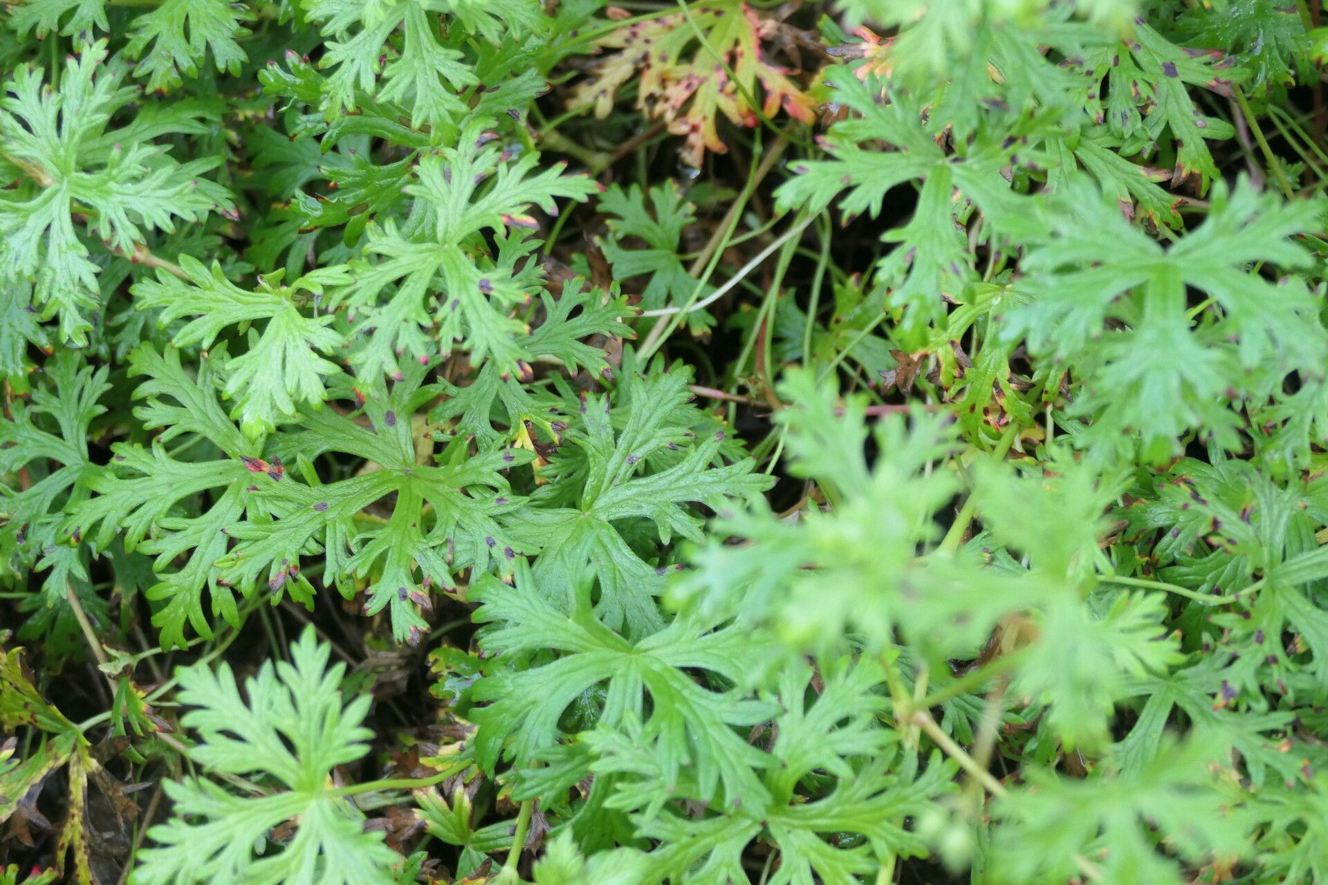 Geranium drakensbergense leaf