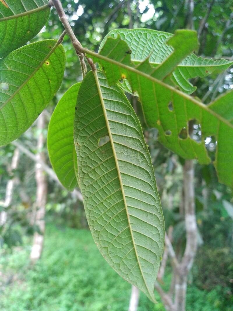 Anisoptera costata — related species from the same genus