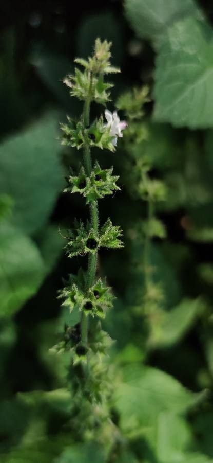 Stachys alpina fruit