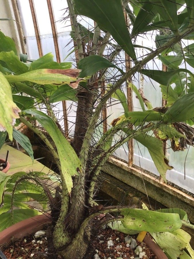 Aiphanes horrida bark