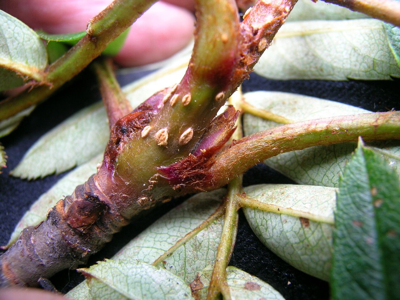 Sorbus himalaica bark