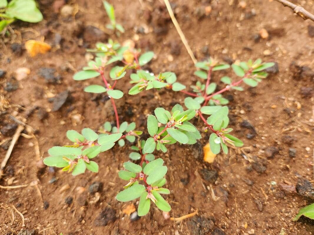 Euphorbia inaequilatera habit
