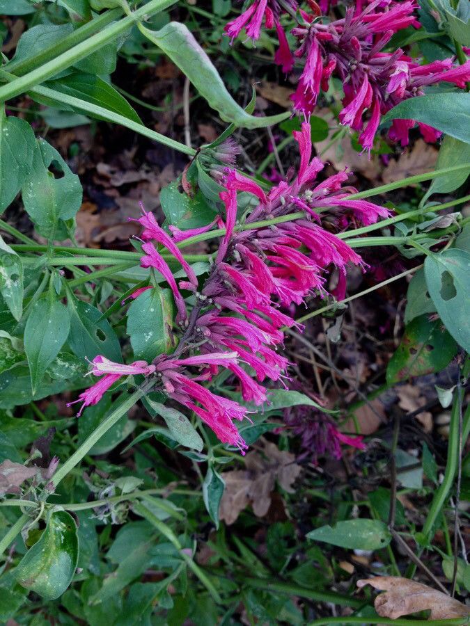 Agastache mexicana flower