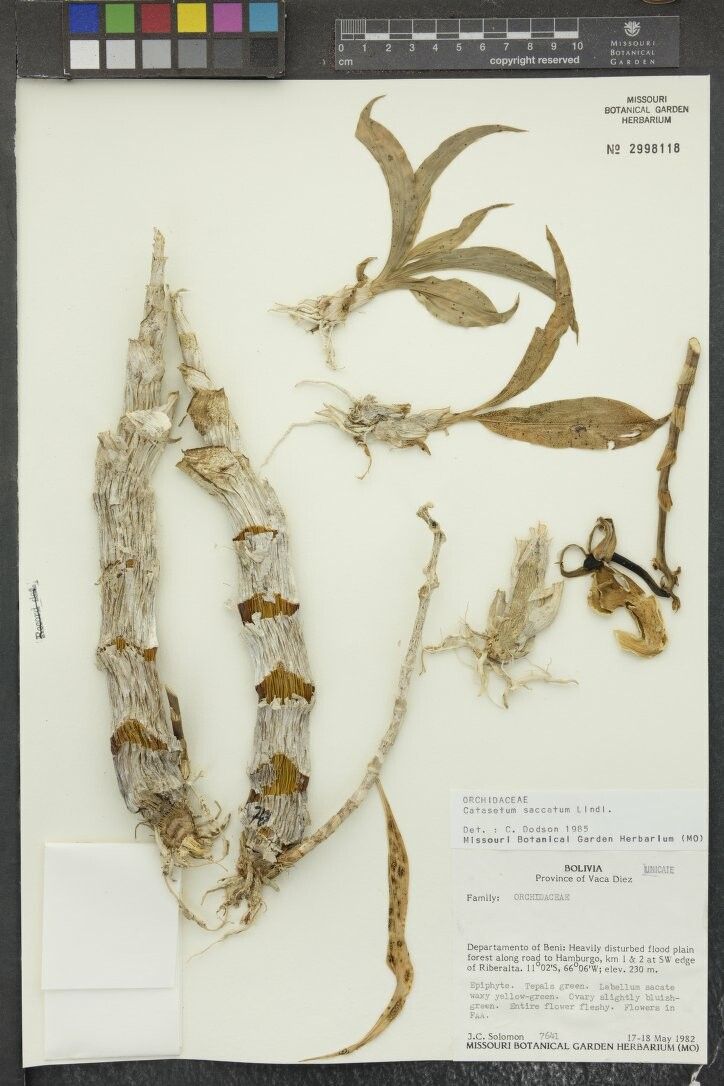 Catasetum saccatum other