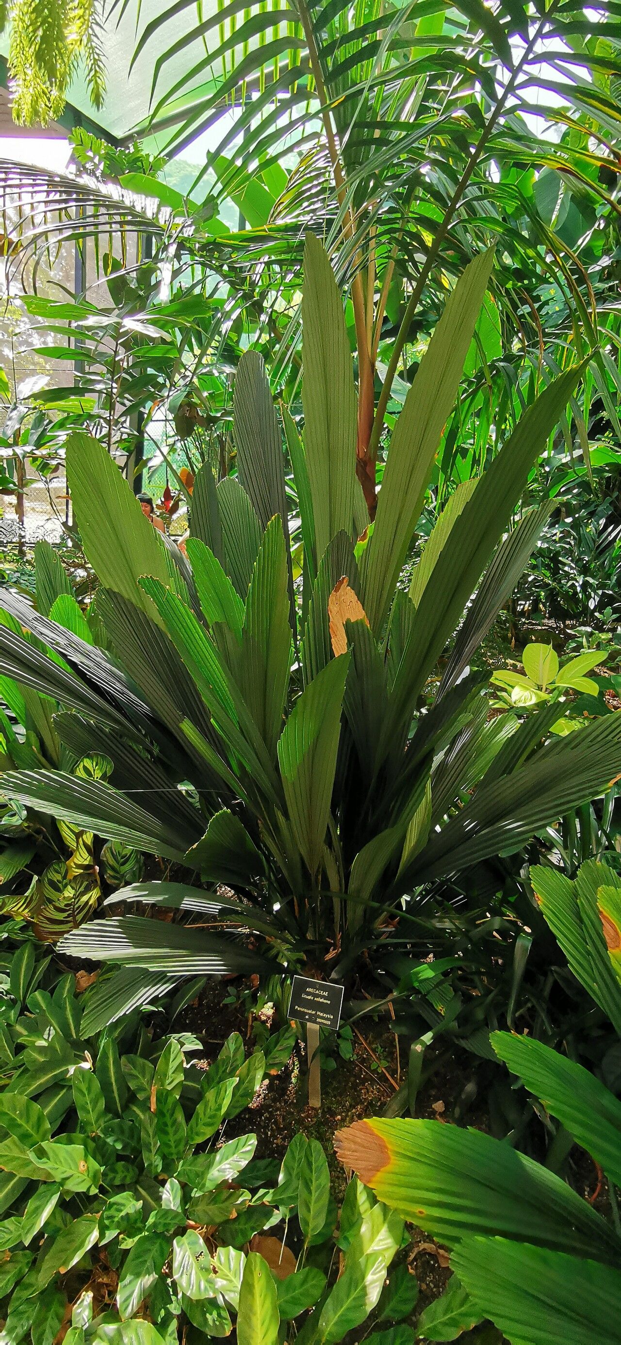 Licuala sallehana habit