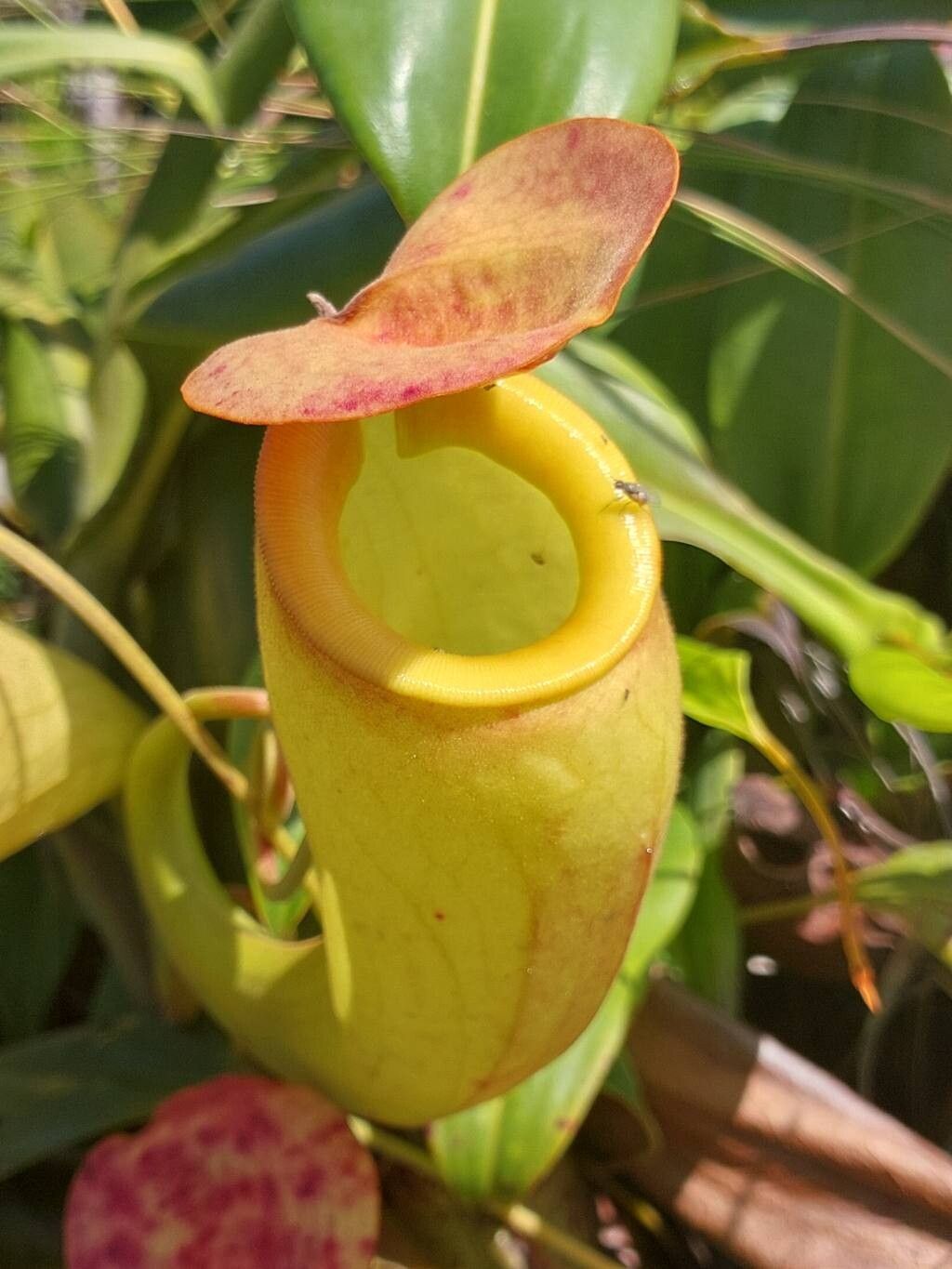 Nepenthes madagascariensis leaf