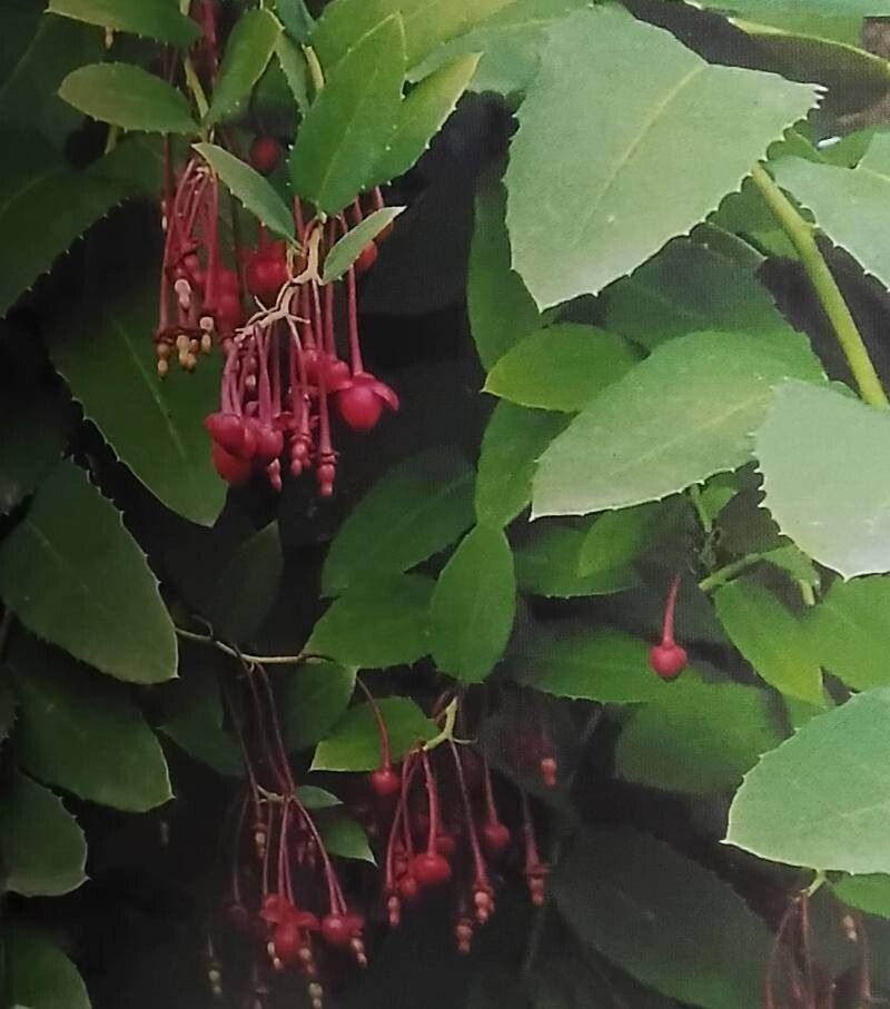 Berberidopsis corallina flower