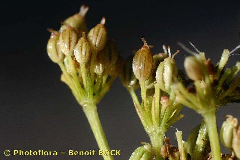 Selinum broteroi fruit