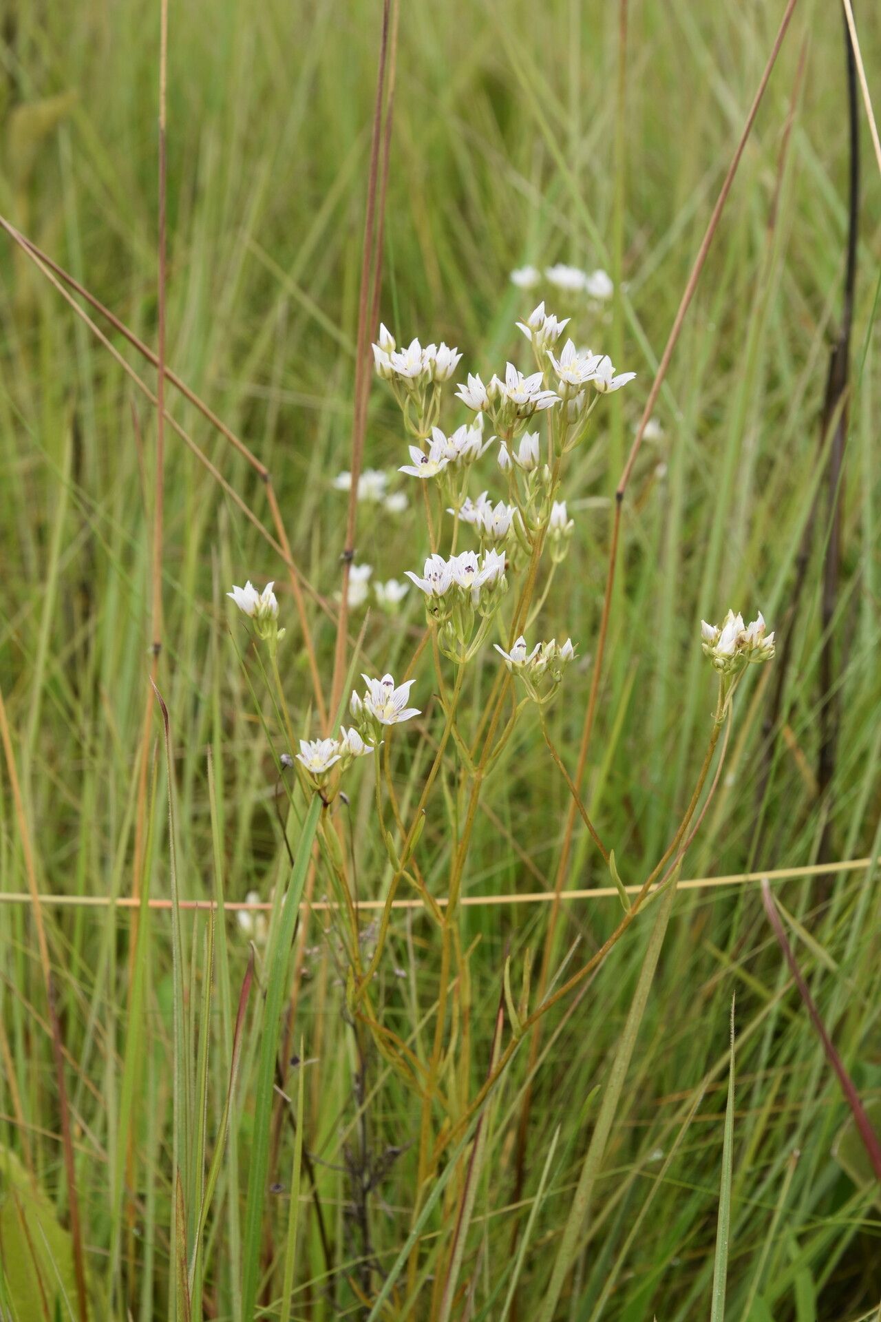 Swertia welwitschii habit
