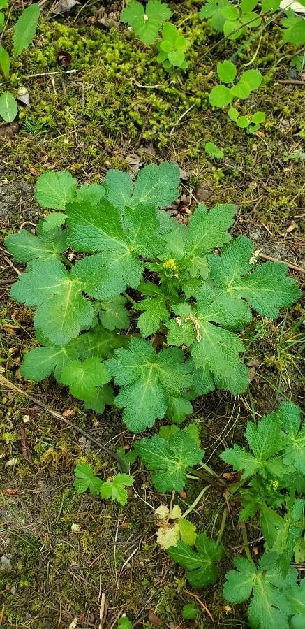 Sanicula crassicaulis leaf