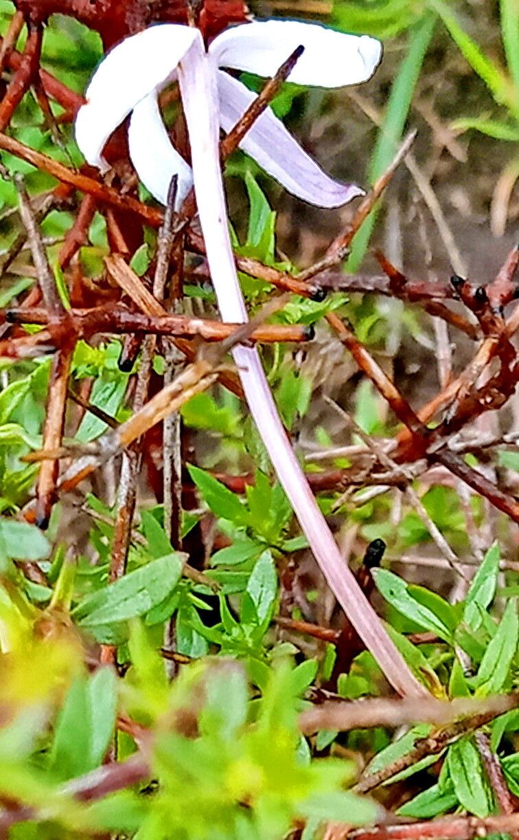 Bouvardia erecta — houseplant care guide