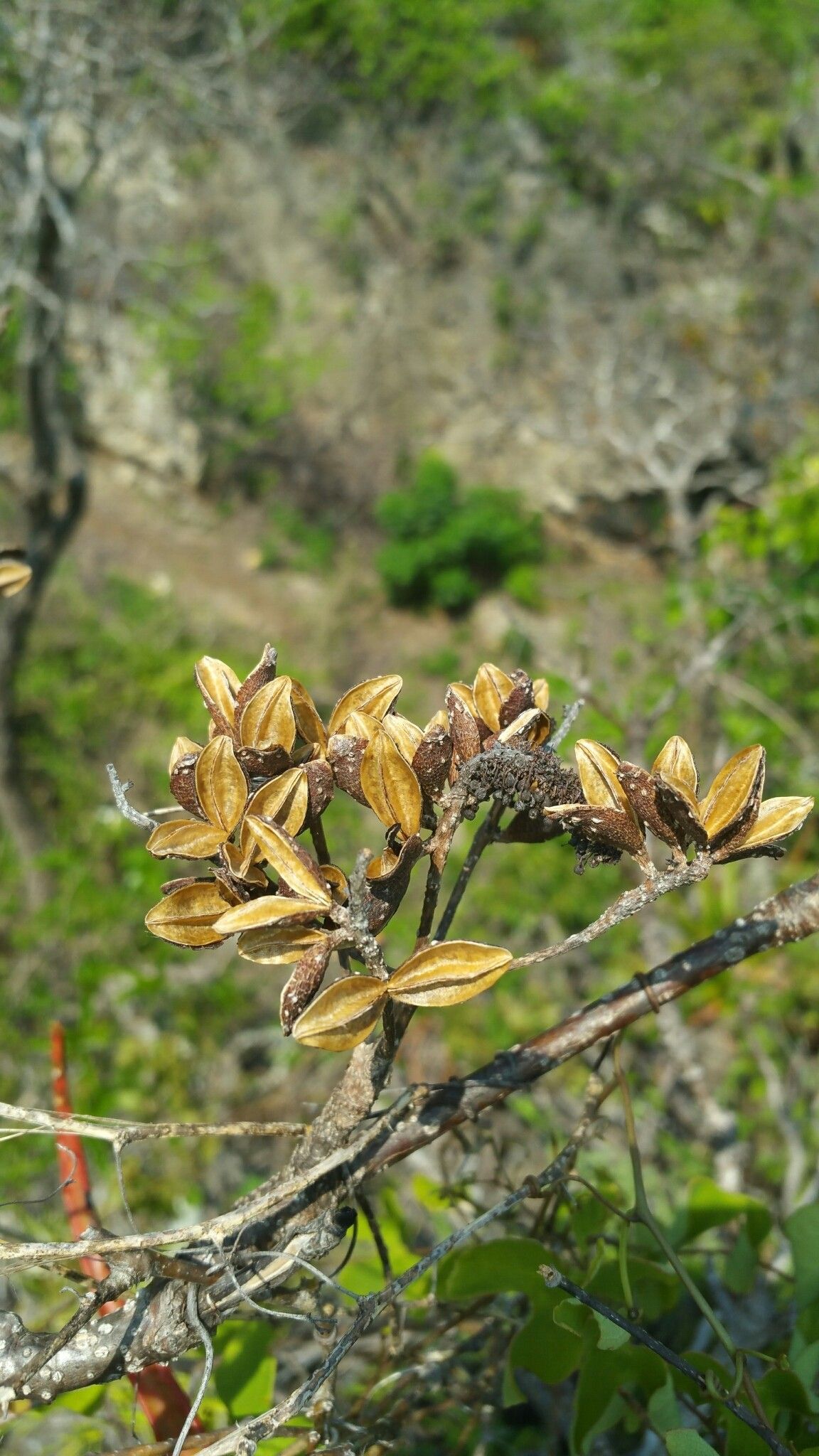 Hymenodictyon tsingy fruit
