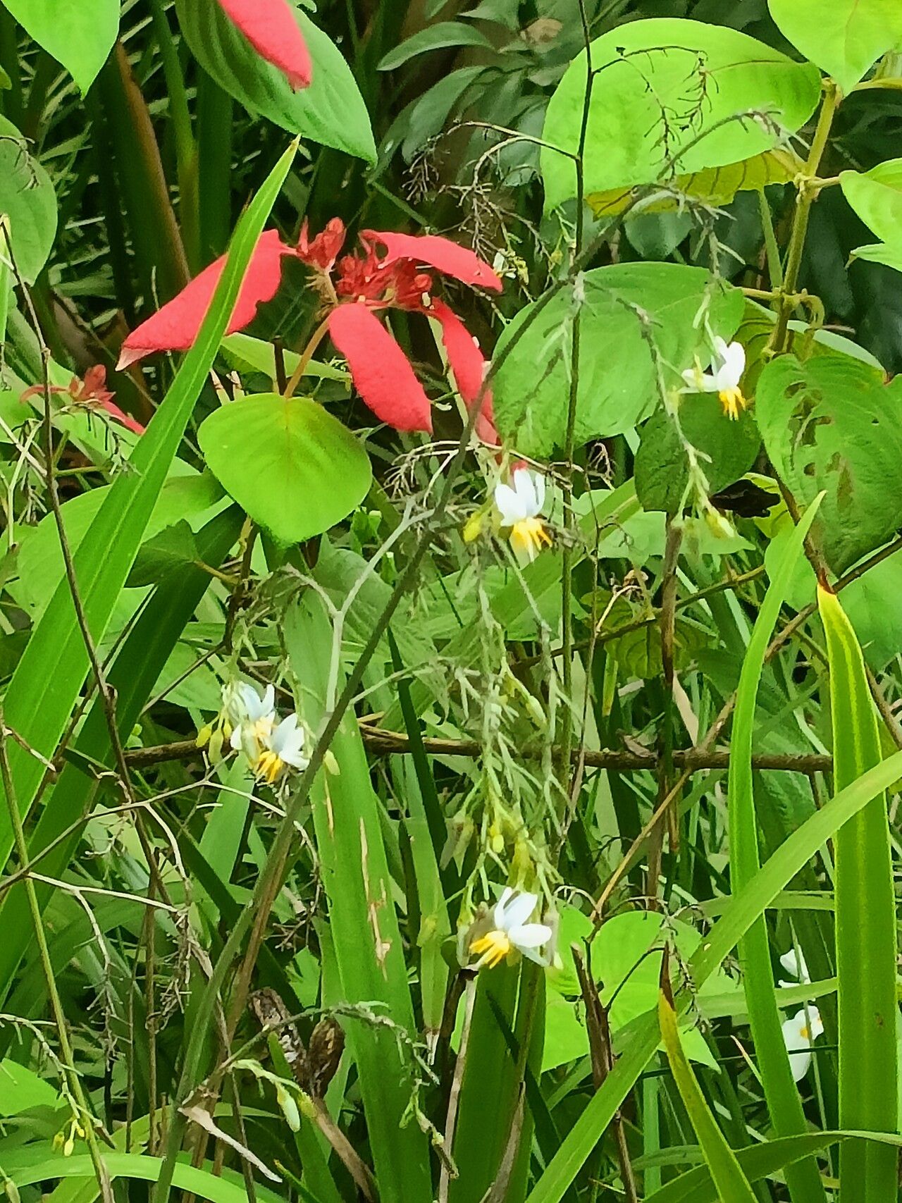 Chlorophytum saundersiae — search result for 'Chlorophytum'