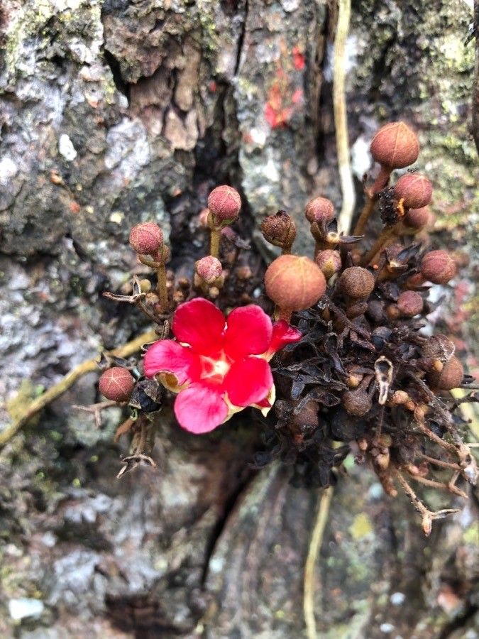 Theobroma simiarum flower