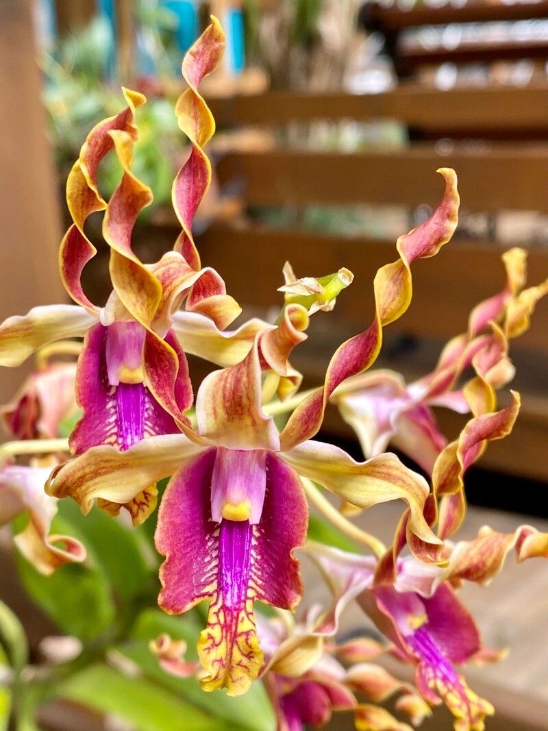 Dendrobium conanthum — houseplant care guide