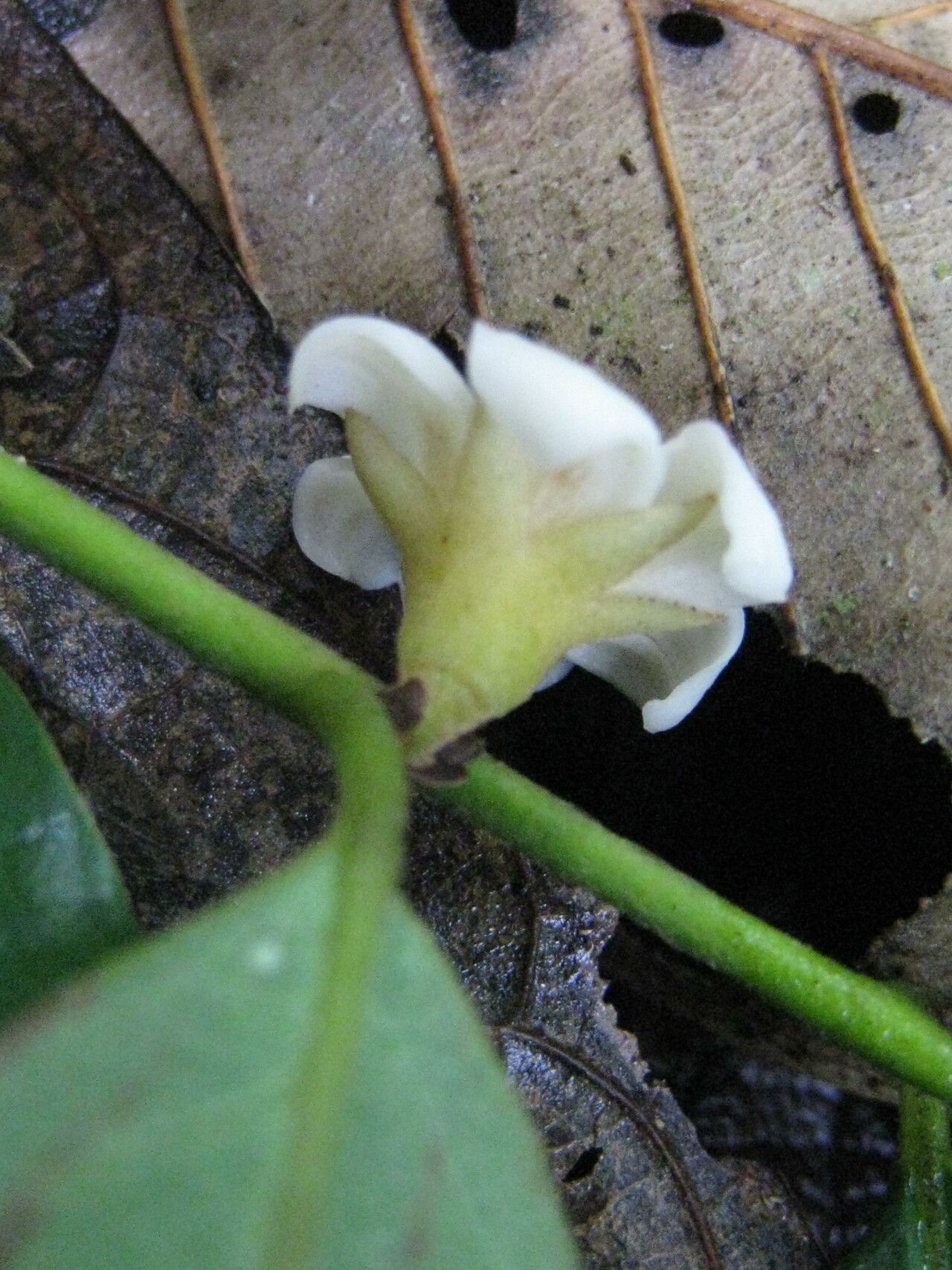 Diospyros capreifolia flower