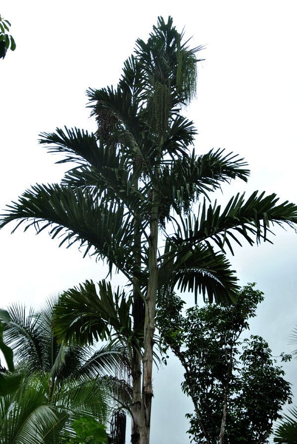 Arenga microcarpa habit