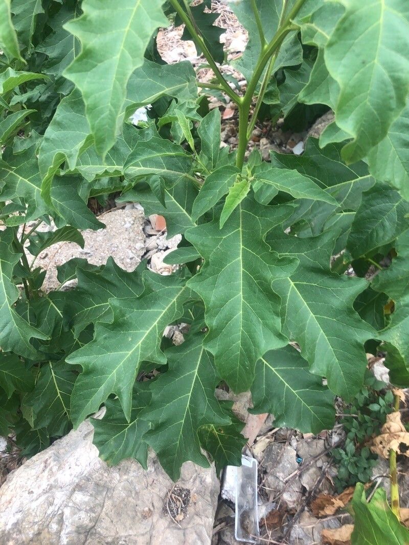 Solanum bonariense — search result for 'Solanum'