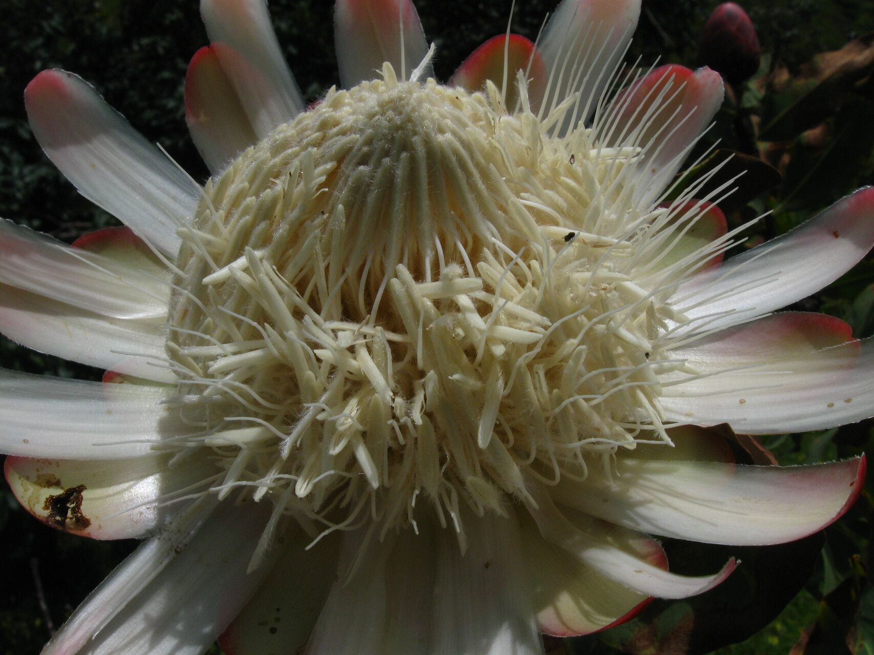 Protea madiensis — search result for 'Protea'