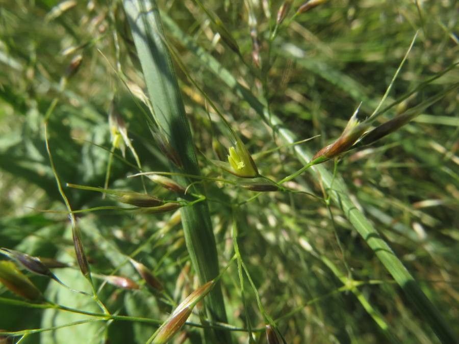 Sporobolus airoides flower