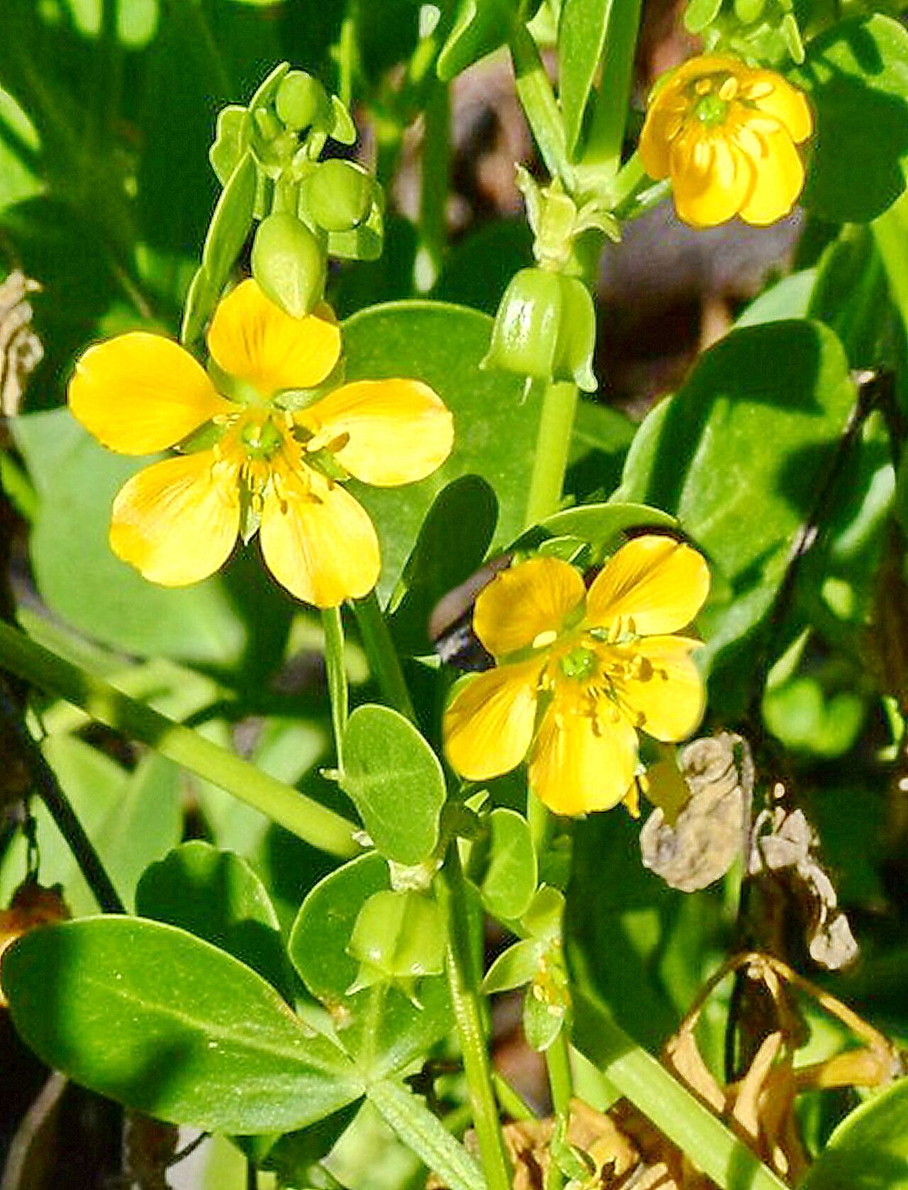 Roepera apiculata — related species from the same genus