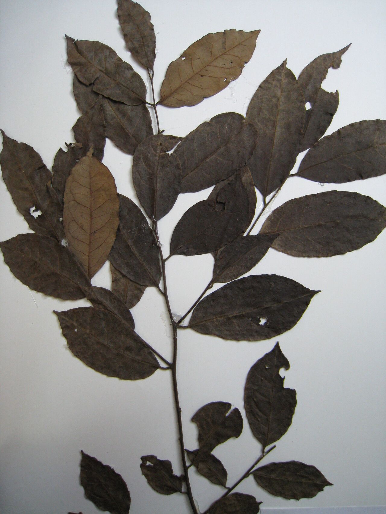 Diospyros capreifolia other