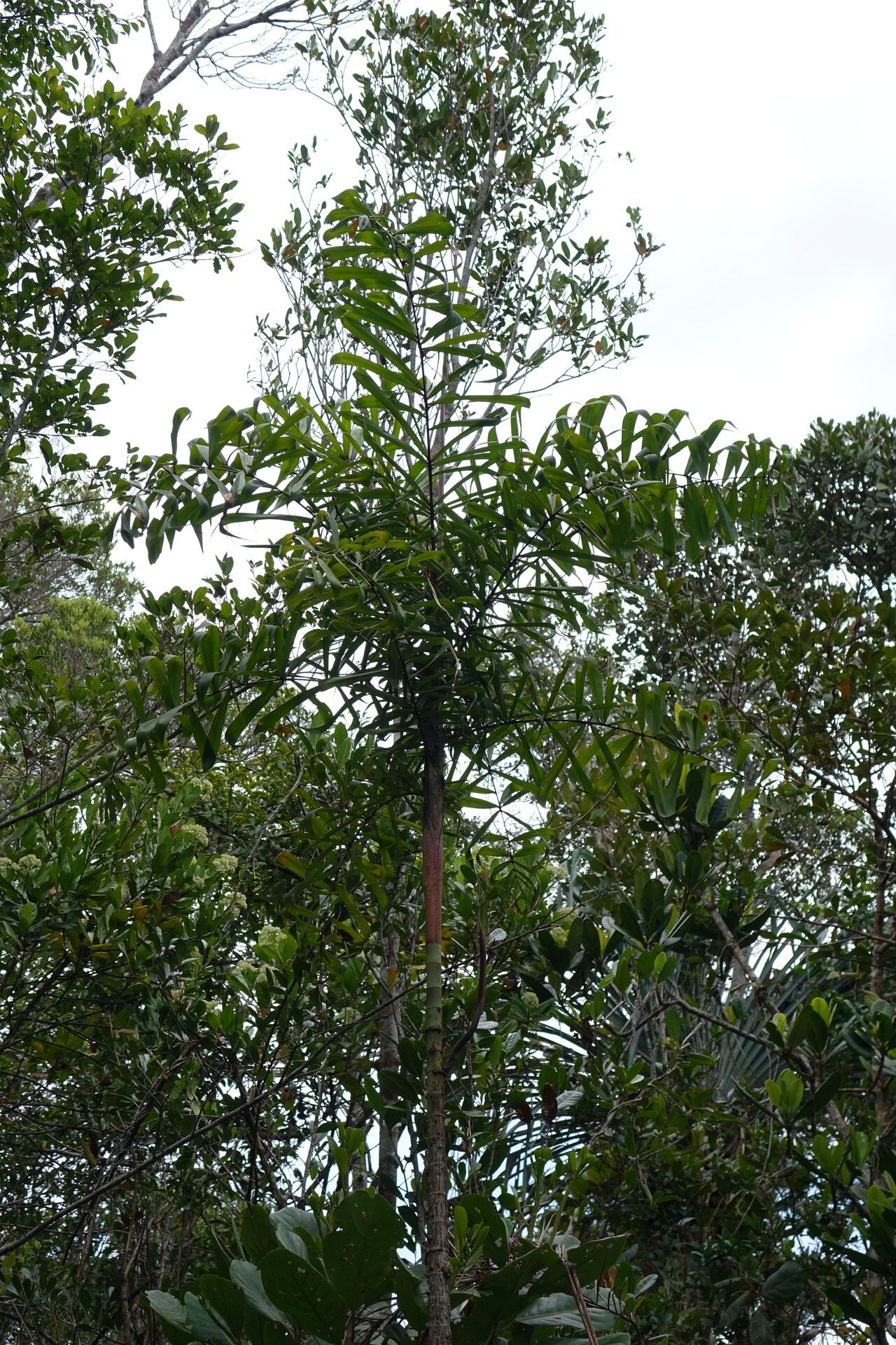 Dypsis pinnatifrons habit
