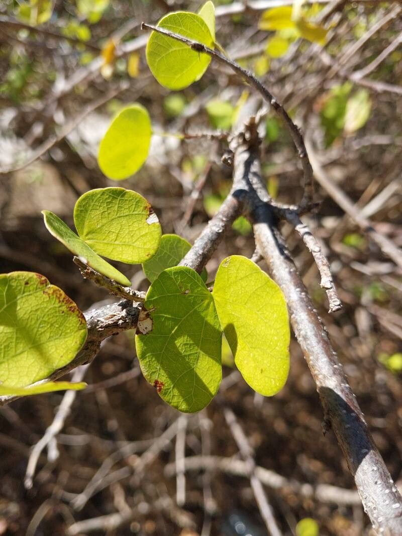 Bauhinia podopetala — houseplant care guide