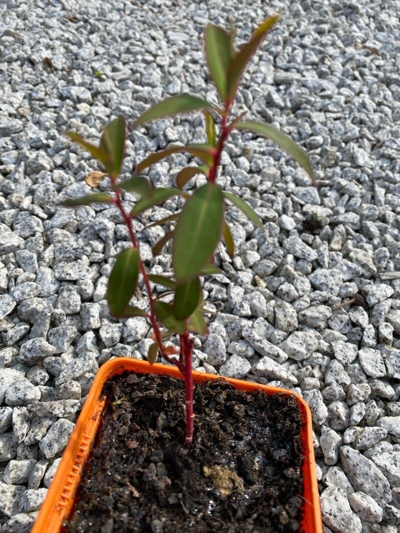 Euphorbia clementei — houseplant care guide