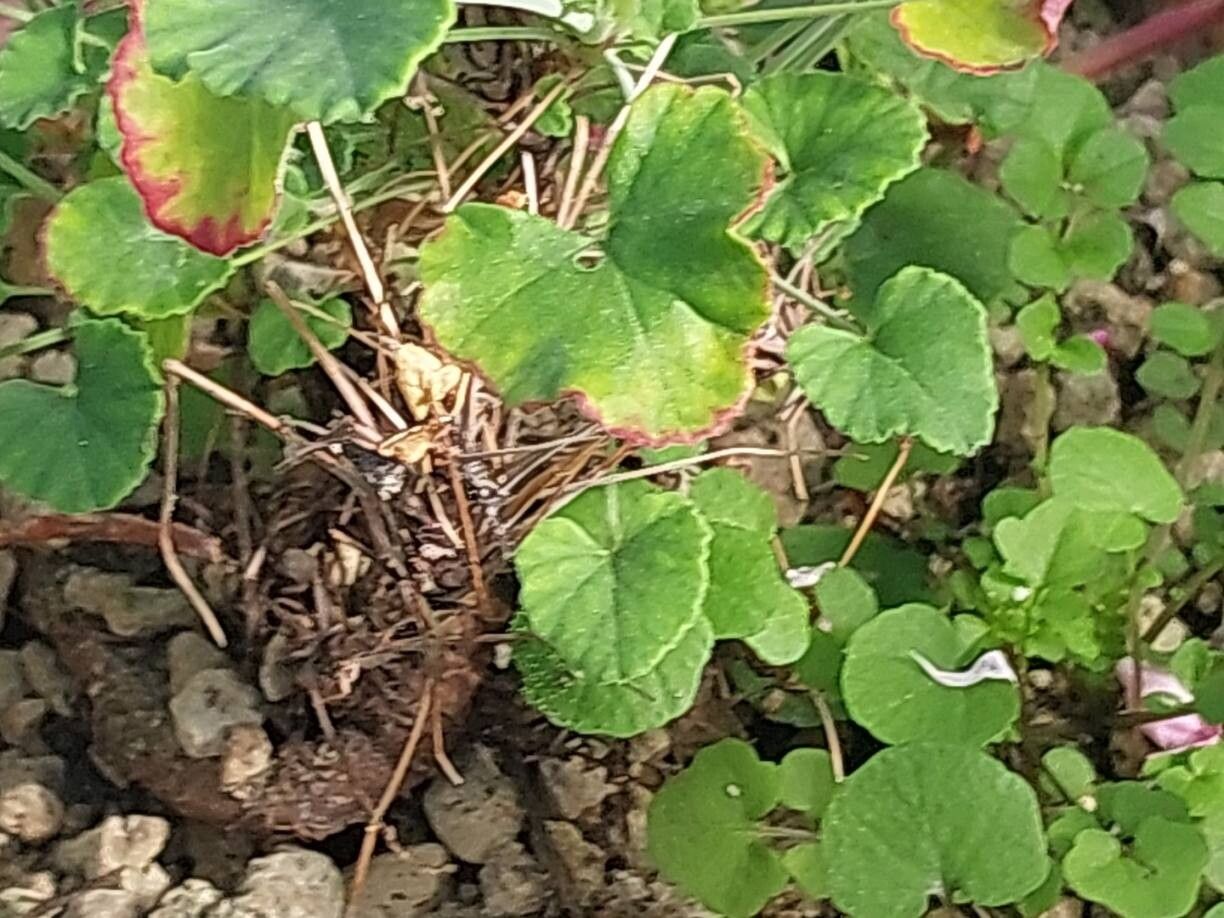 Pelargonium dichondrifolium — houseplant care guide