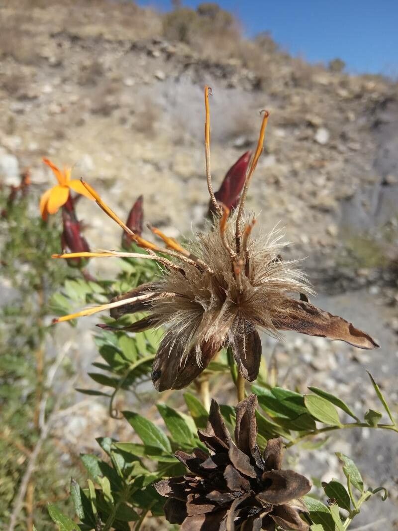 Mutisia acuminata fruit